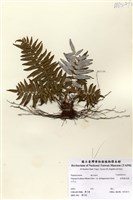 藏品(臺灣瘤足蕨)的圖片